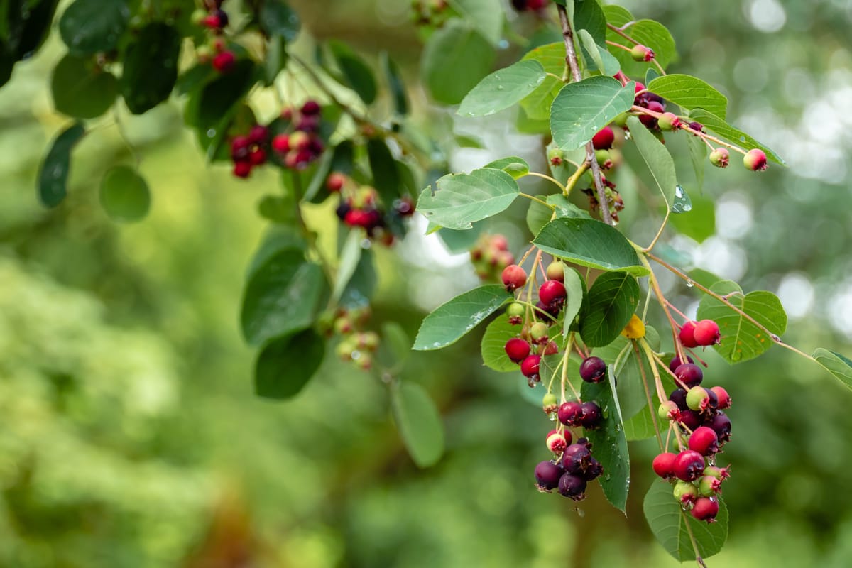 The Best Elderberry Supplements: A Comprehensive Review