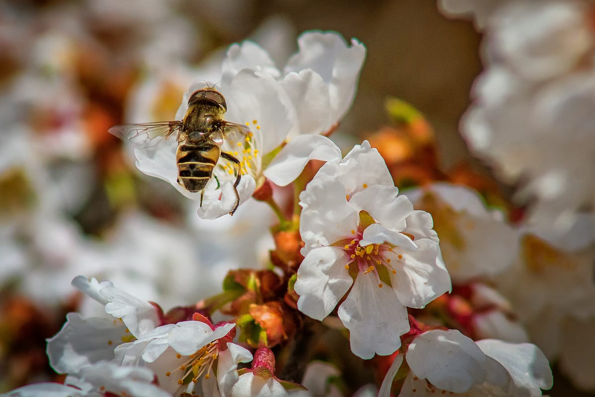 Unveiling The Golden Treasure: Manuka Honey Top Brands