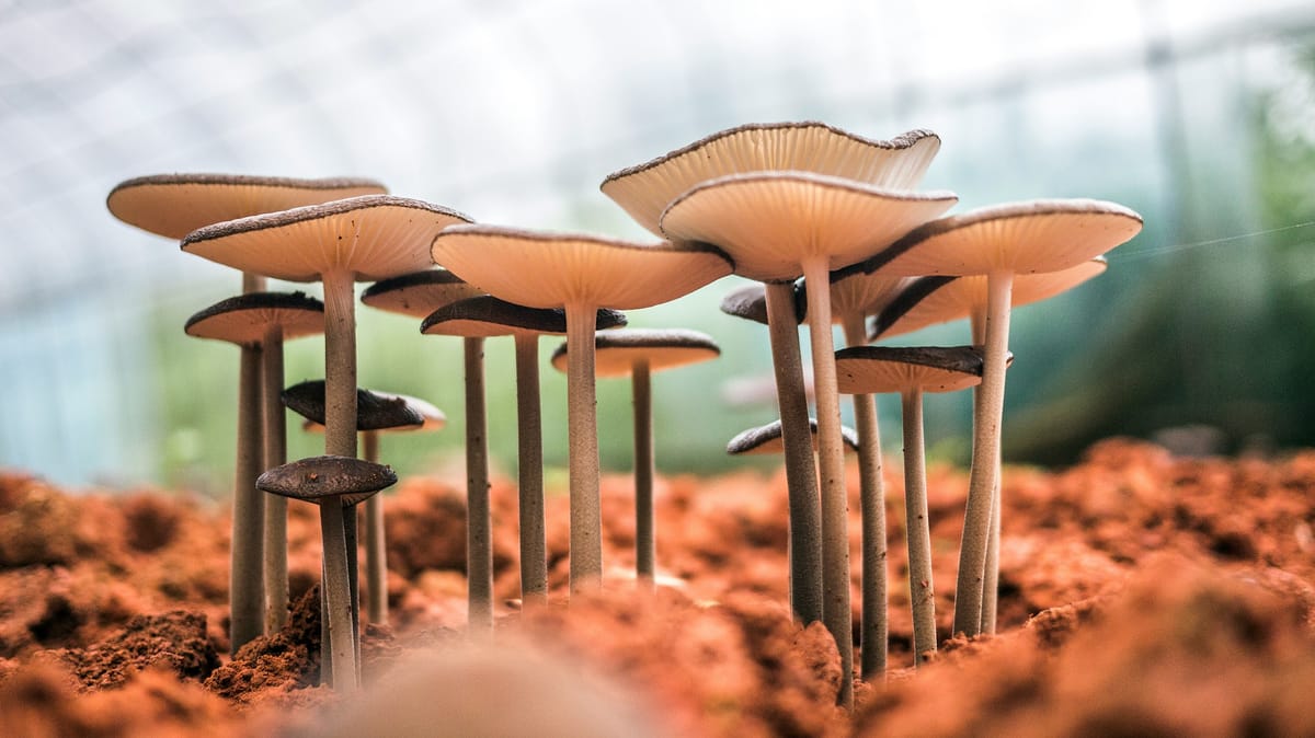 Unearthing The Magic of Mushrooms: A Comprehensive Review