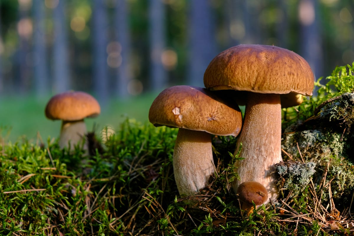 The Fungal Phenomenon: The Magic Of Mushroom Pills