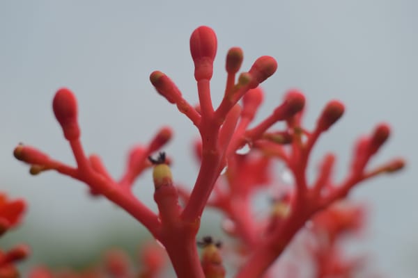 Ginseng Extract Image